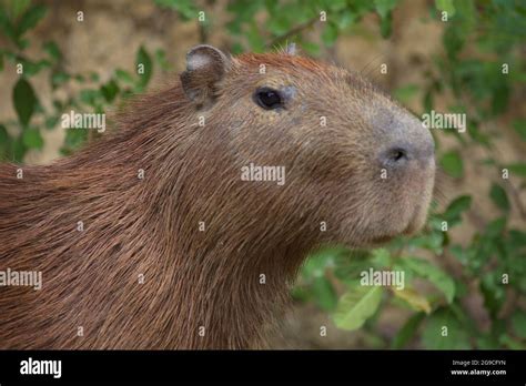 Capybaras South America Hi Res Stock Photography And Images Alamy