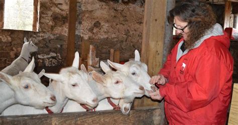 Dairy Goat Breeder Succeeds At Laid Back Farm Show Farming And