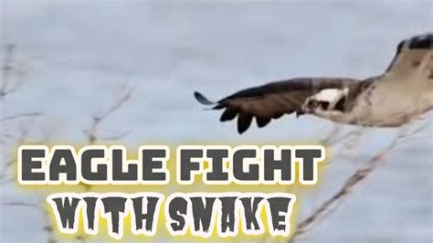 Eagle Fights With Venomous Snake Youtube