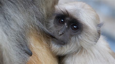 Free Images Wildlife Mammal Fauna Primate Close Up Nose