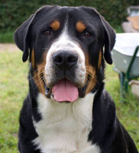 Greater Swiss Need One Mountain Dog Breeds Great Swiss Mountain