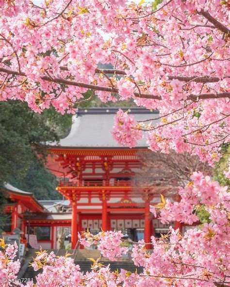 Visit Japan From Canada On Twitter Cherry Blossoms 🌸 Also Known As