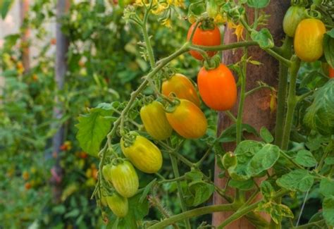 Growing Roma Tomato Care And How To Grow Roma Tomatoes
