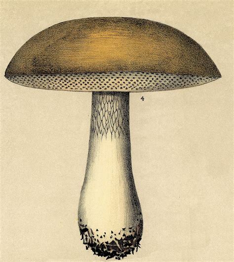 Converting a color image into a good black and white photo can be trickier than you think. Vintage Clip Art - Mushroom - The Graphics Fairy