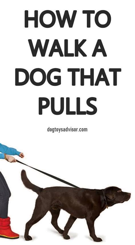 Has Walking Your Dog Turned Into A Constant Game Of Tug O