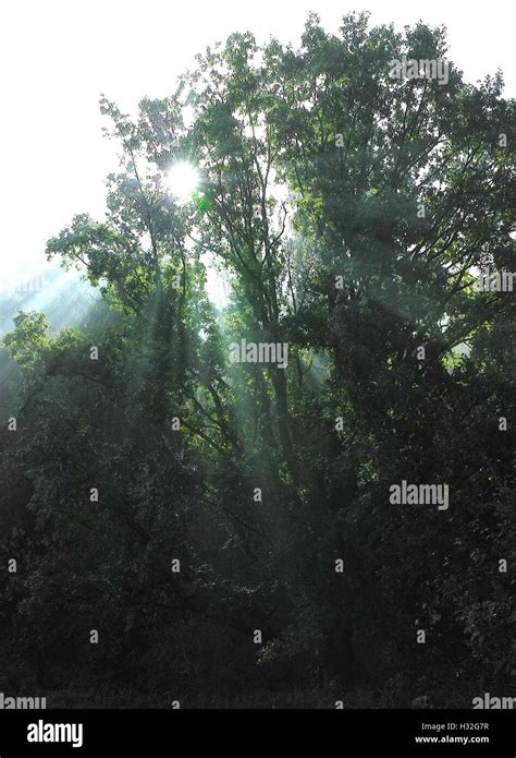 Sunbeam And Oak Tree Stock Photo Alamy