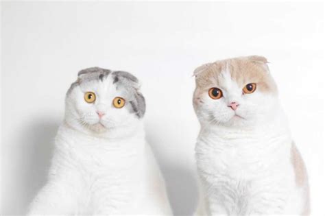 scottish fold cat cat breeds