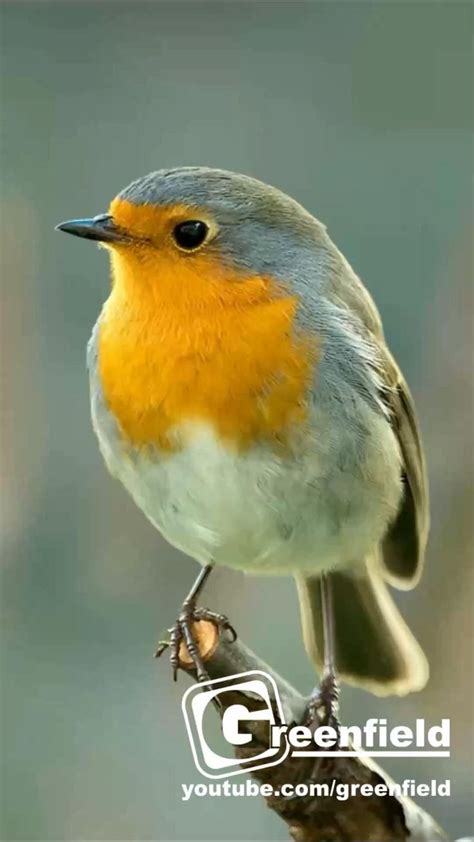 Robin Bird Song Robin Birds Singing And Chirping Video Cute Birds