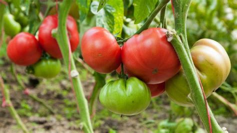Los vegetales más fáciles de cultivar en tu casa y qué beneficios te pueden traer BBC News Mundo