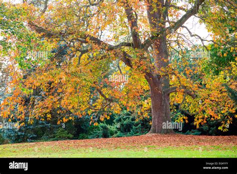 Beech Tree In Autumn Stock Photo Alamy