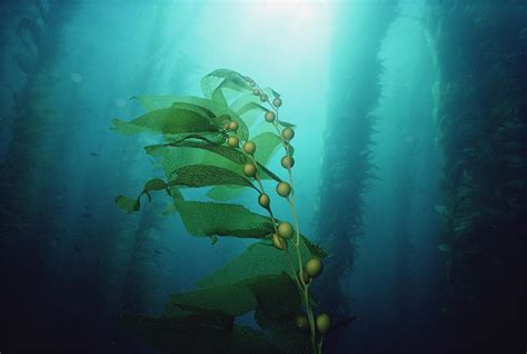 Giant Kelp Forest California Photograph By Flip Nicklin Fine Art America