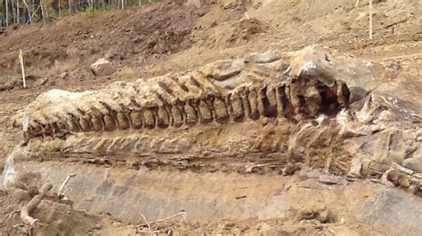 One Of The Most Ridiculously Incredible Fossils You Will Ever See