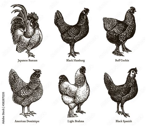 Group Of Hens And Cocks Of Different Chicken Breeds After An Antique Illustration From The