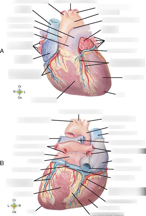 Heart Anatomy Level Ii Ventral And Dorsal Views Diagram Quizlet
