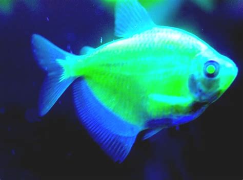Glofish Glow Fish Facts