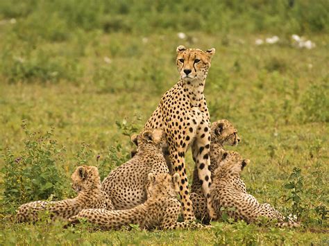 Cheetah Mum And Six Cubs Photograph By Gary Maynard Fine Art America