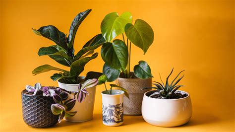 12 Plants That Are Best For Home As Per Vastu