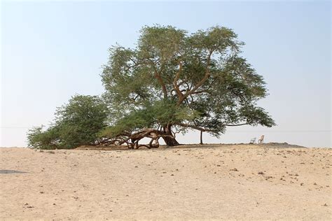 Tree Of Life Bahrain Wikipedia
