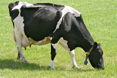 Kilimo Sasa Factors To Consider When Selecting A Good Dairy Cow