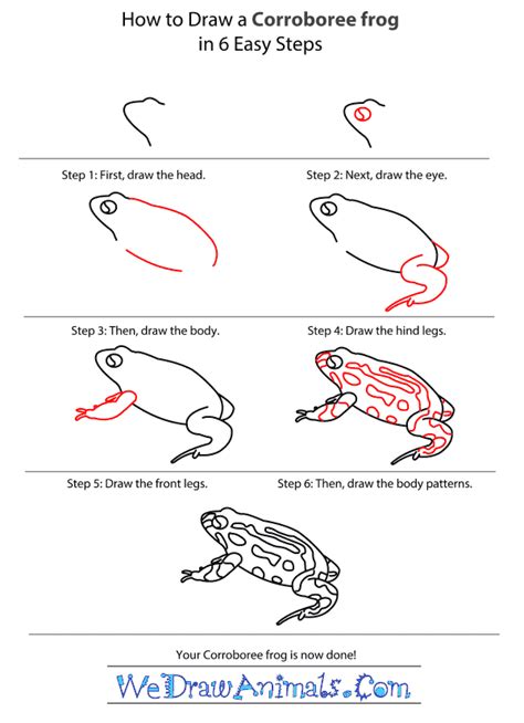 Not sure what poison dart frog you should get? How to Draw a Corroboree Frog