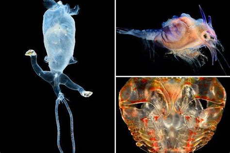 Deep Sea Aliens That Live In Twilight Zone Below The Ocean Captured In Incredible Pictures