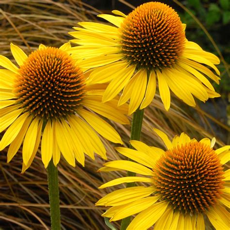 Echinacea ‘maui Sunshine Terra Nova Nurseries Inc