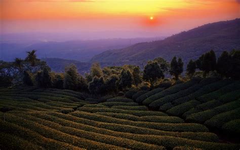 Nature Landscape Mist Sunset Tea Mountain Trees Taiwan Field