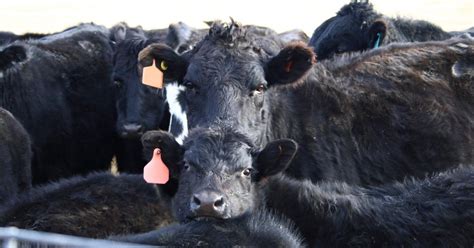 Use Of Gender Selected Semen In Beef Cattle