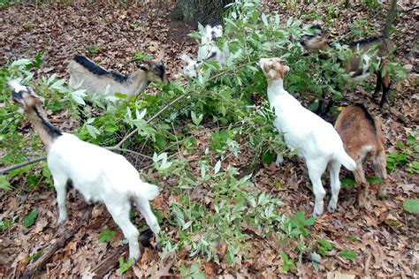 New Weapon To Fight Invasive Plants In Michigan Goats Michigan Radio