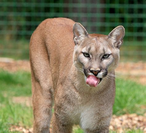 Reintroducing Cougars To Eastern North America Mylot