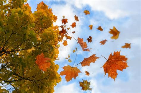 Red Autumn Maple Tree With Falling Leaves Stock Photo