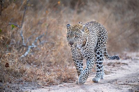 Ein Männlicher Leopard Panthera Pardus Bild Kaufen 71394544
