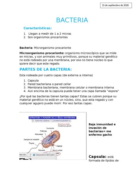 Partes De La Bacteria Docsity