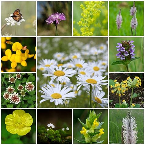 Rp Seeds Native Wildflower Seeds Traditional Meadow Mix Easy Grow