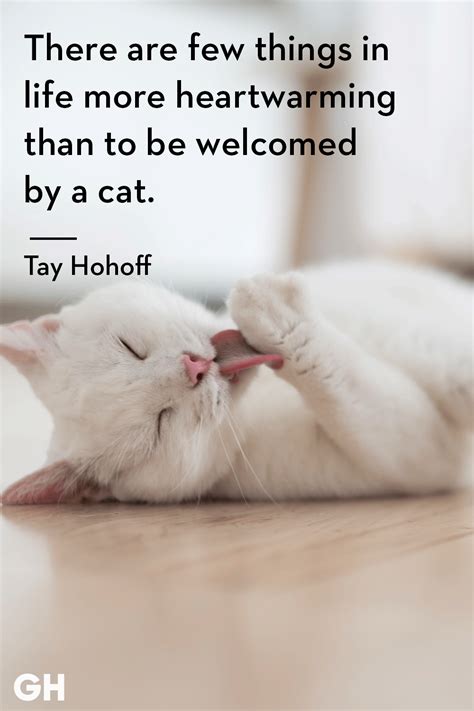 25 Quotes Only Cat Owners Will Understand Cat Love