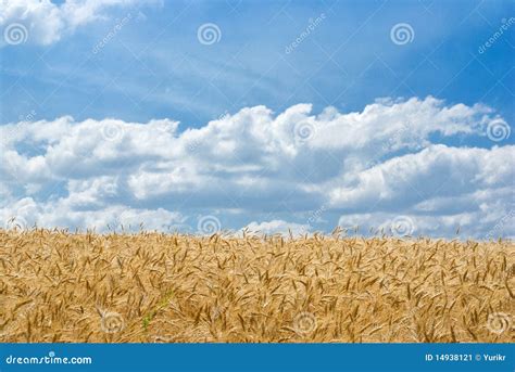 Wheat Field At Summer Day Stock Image Image Of Harvest 14938121