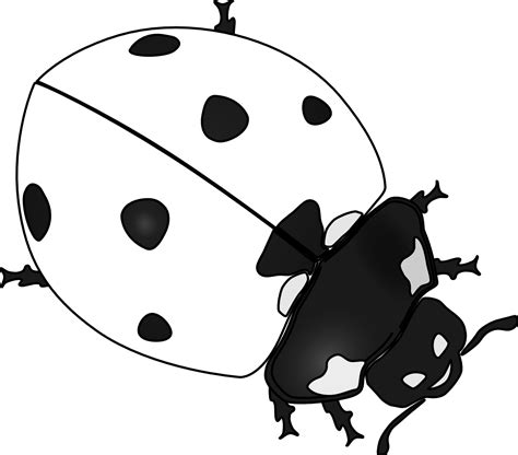 Black And White Ladybug Clipart Clipart Best