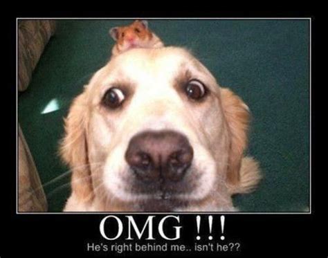 Scared Pup Cute Animals Funny Animal Pictures Funny Animals