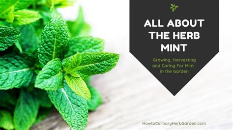 All About Garden Mint A Refreshing And Fast Growing Herb