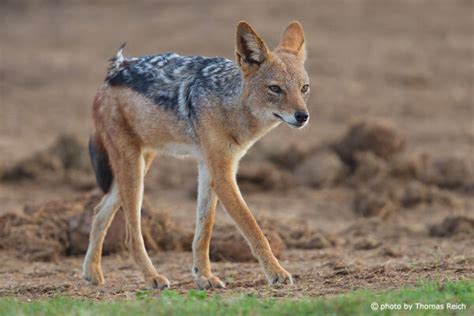 Black Backed Jackal Canis Mesomelas Info Details Facts And Images