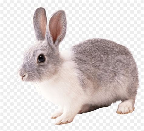 Free Png Download Gray And White Rabbit Png Images