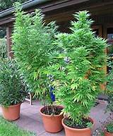 Growing Marijuana Com Outdoors Images