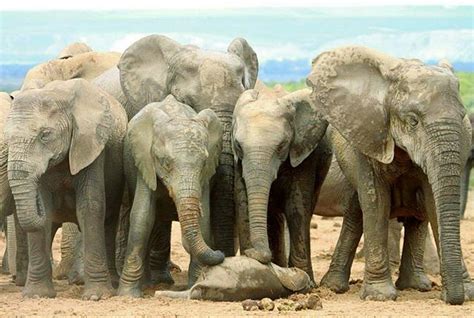 Adorable Creatures Credit Ryanvlabuschagne Herd Of Elephants