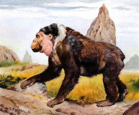 Gigantopithecus Blacki Pictorial Art Zdenek Burian Hd Wallpaper