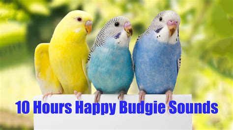 Happy Budgies Hours Of Budgerigar Sounds To Play For Your Parakeets With Black Screen Youtube