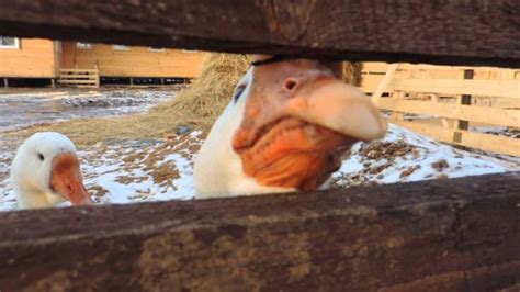 Create Meme Goose Goose Evil Goose Goose Pictures Meme