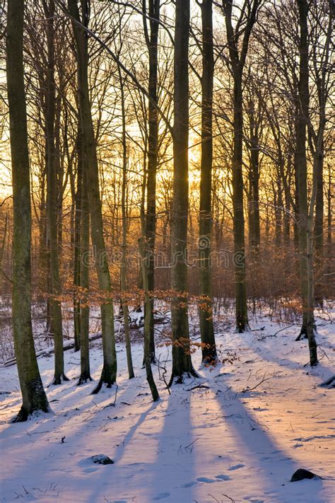Winter Forest At Sunset Stock Image Image Of Snow Natural 8080281
