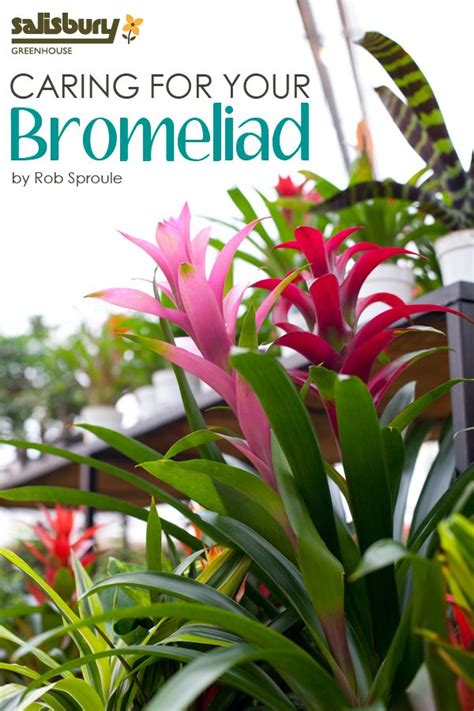 Caring For Your Bromeliad Salisbury Greenhouse Plants Bromeliads