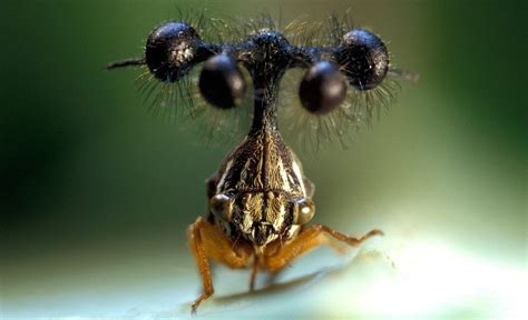 ¿sabías Que Uno De Los Insectos Más Extraños Del Mundo Es Brasileño La Web Con Toda