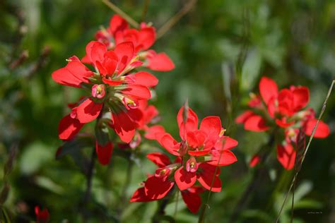 Scarlet Paintbrush Texas Wildflowers Castillejaindivisa Photograph